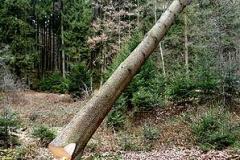 Baum_fallt1